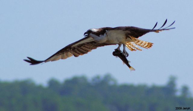 Osprey